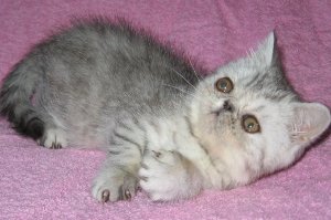 Круглая кошка
